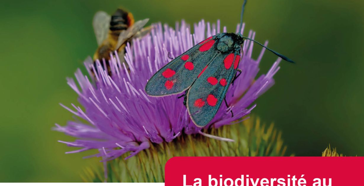 260711_hestroff_biodiversite_au_detour_des_chemins.jpg