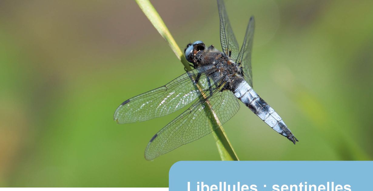 260614_pn_laumesfeld_libellules.jpg