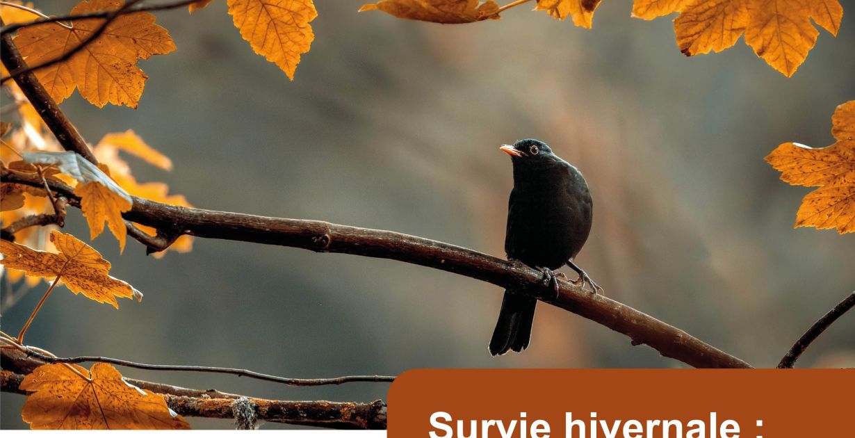 PN Survie hivernale GRINDORFF.jpg