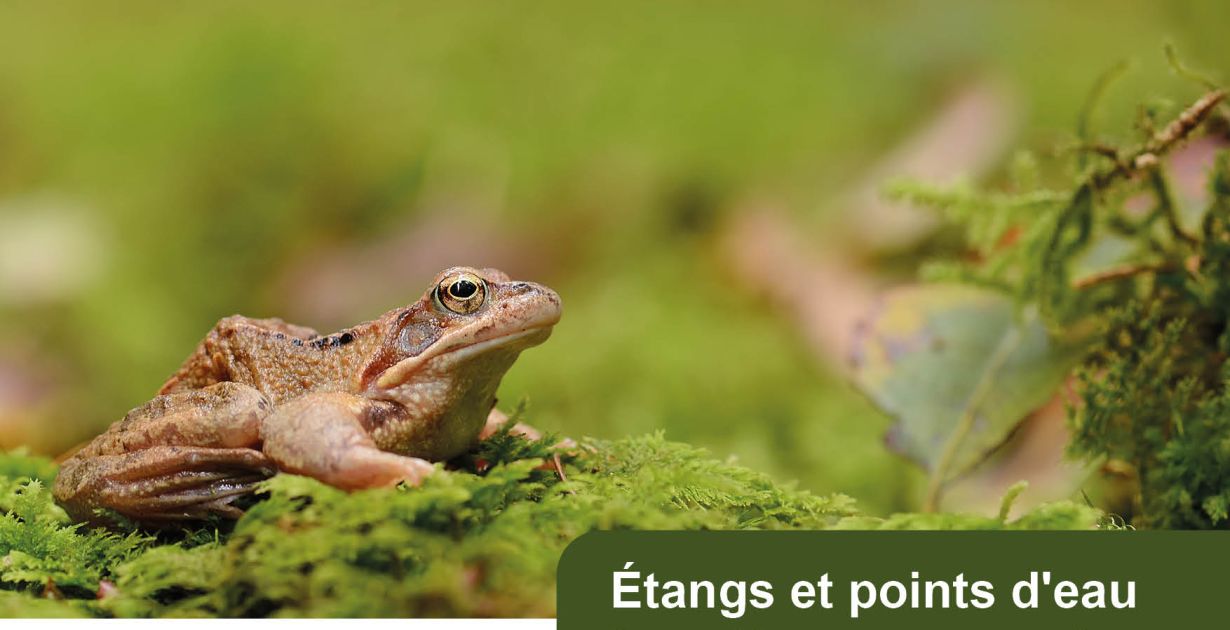 260426_pn_etangs_et_points_d_eau_forestiers_KERLING.jpg