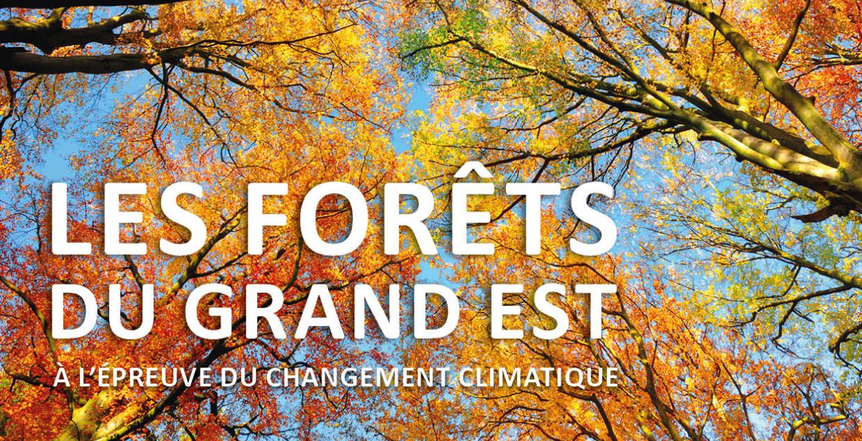 affiche_expo_les forets_du_grand_est_mardi_au_vendredi.jpg