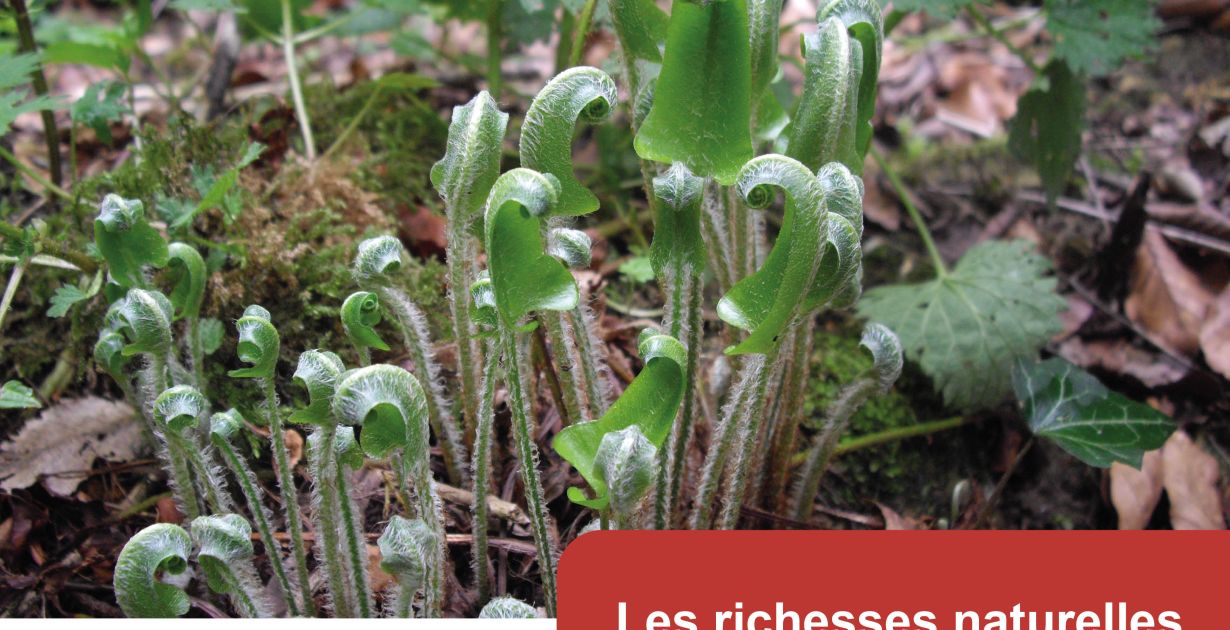 250613_parenthese_nature_rettel.jpg