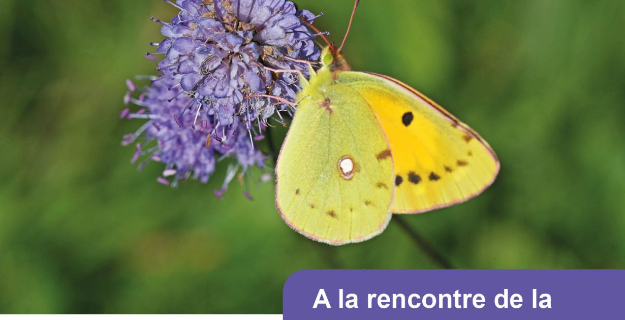 260809_pn_ritzing_succise_et_pollinisateurs.jpg
