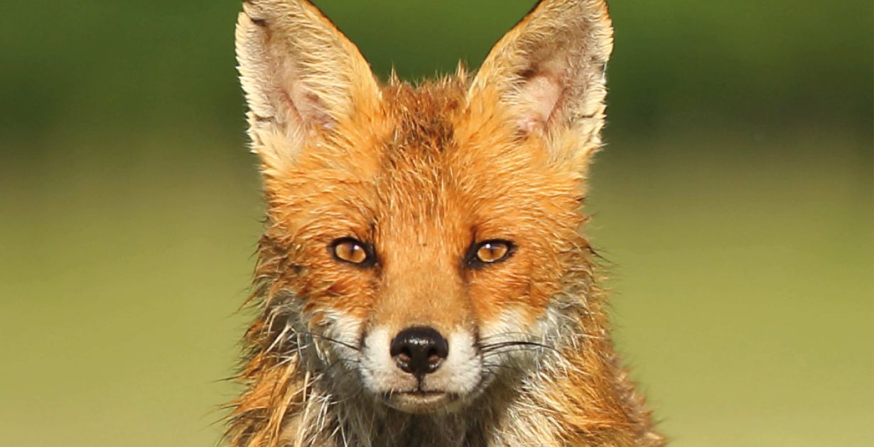 renard_recadre_light.jpg