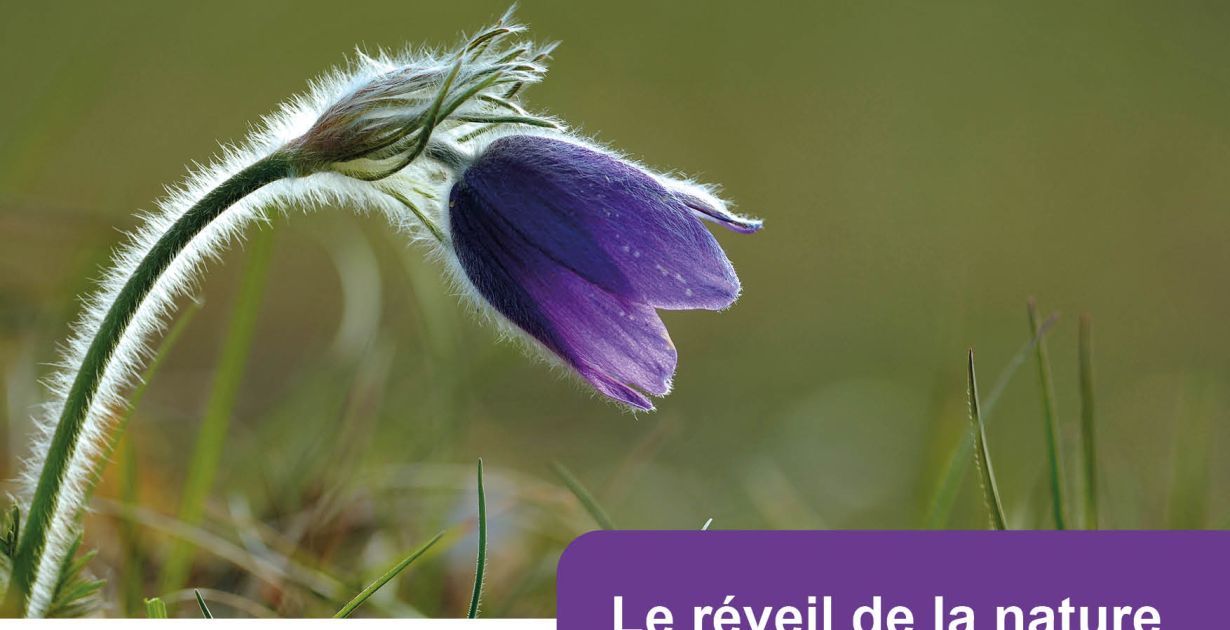 PN_Le_reveil_de_la_nature_sur_le_Hammelsberg_22_03_2026.jpg