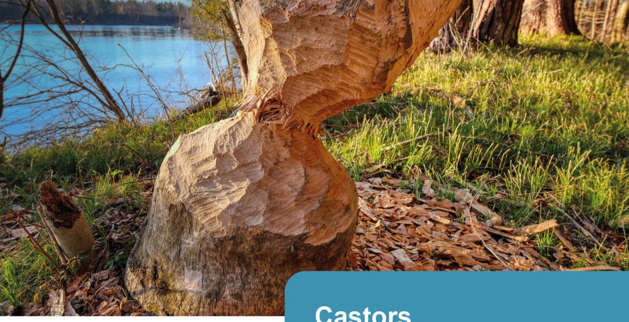 261011_schwerdorff_castors_architectes_de_la_riviere.jpg