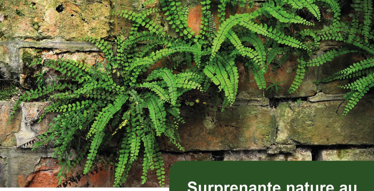 260920_bouzonville_surprenante_nature_au_coeur_de_bouzonville_v2.jpg