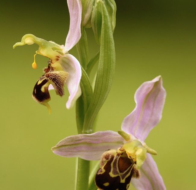 Ophrys abeille J.J.Weimerskirch.jpg