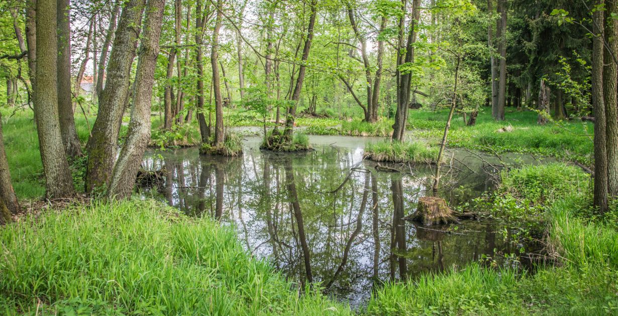 wetland-5195876_Image par Jiří de Pixabay.jpg