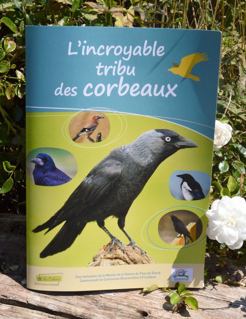 L'incroyable tribu des corbeaux - Une chose est sûre, corbeaux, corneilles et pies ne suscitent pas l’indulgence et la compassion des foules au premier regard ! L-incroyable-tribu-des-corbeaux-1200.jpg