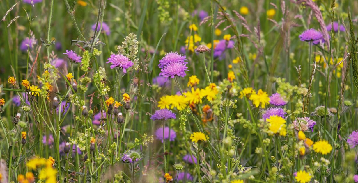 beautiful-flowers-3386014_couleur par Pixabay.jpg