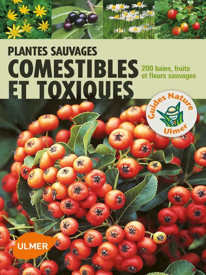 Plantes sauvages commestibles et toxiques - Comestible ou pas? Cette jolie baie rouge est-elle consommable ou bien toxique? C'est une question que l'on se pose souvent, à plus forte raison avec des enfants qui sont souvent tentés de tout porter à leur bouche. Car la nature regorge de fruits et Plantes_sauvages_comestibles_et_toxiques.jpg
